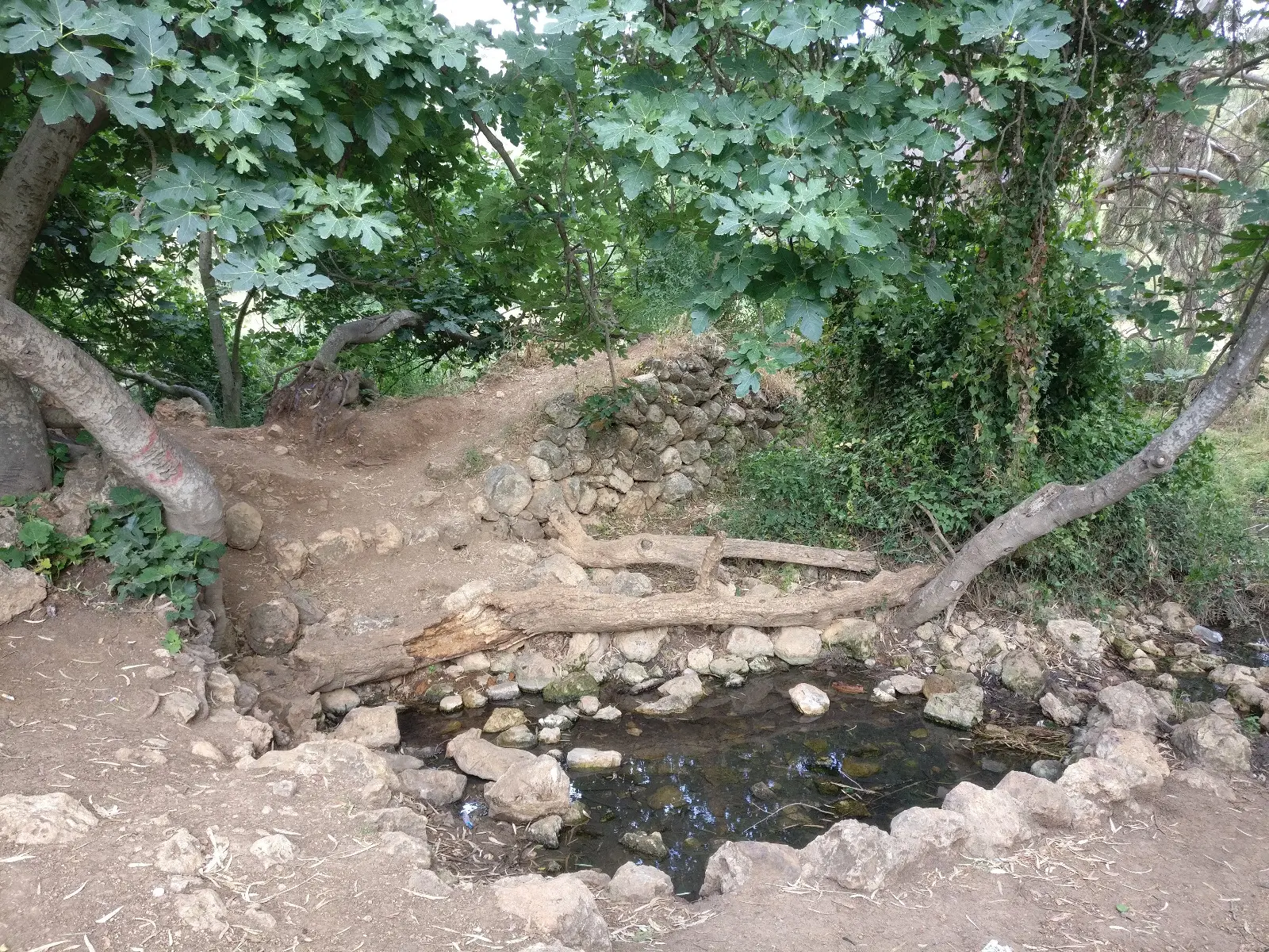 עין מטע